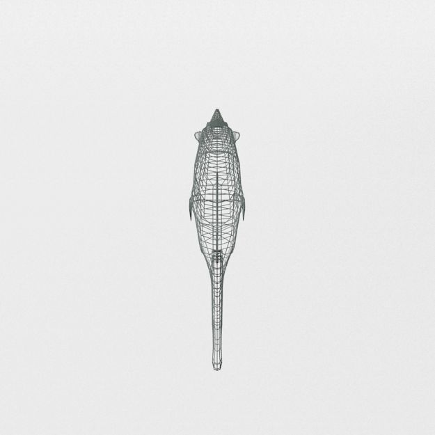 Needle Fish Low-poly 3D model_5