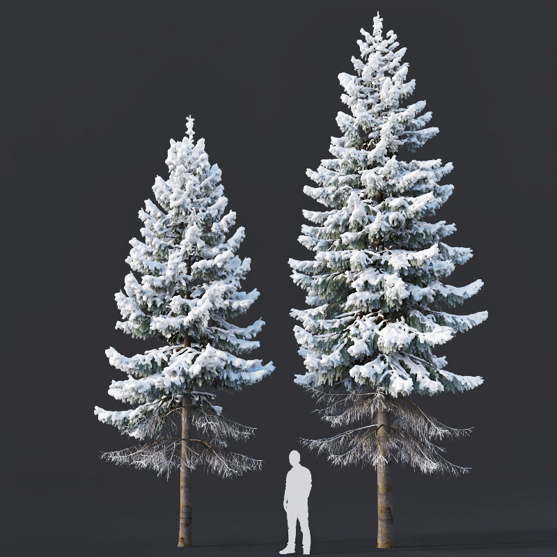 Spruce Nr 6 Two sizes H8-10m Modular branches 3D model_2