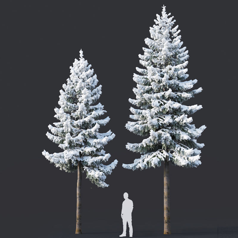 Spruce Nr 6 Two sizes H8-10m Modular branches 3D model_3