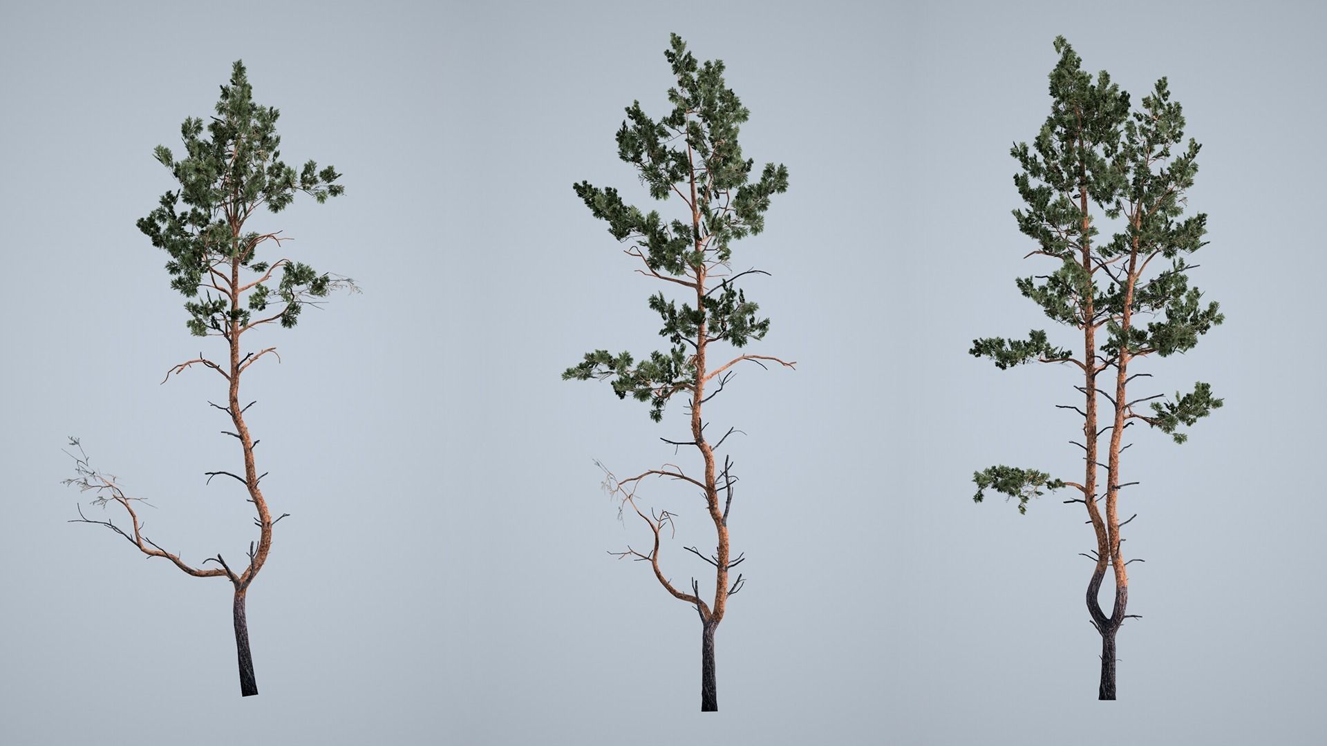 Realistic Pine Trees Pack for games Low-poly 3D model_15