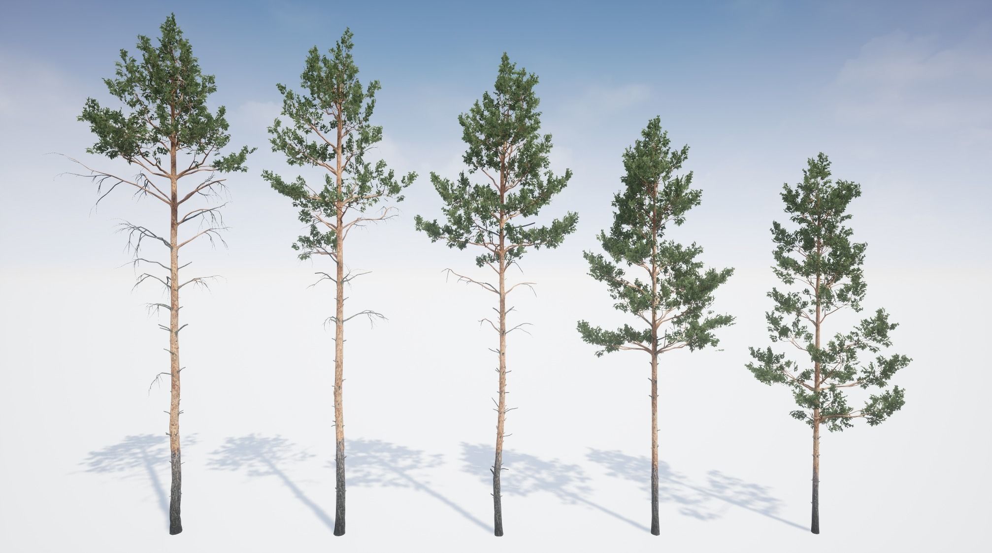 Realistic Pine Trees Pack for games Low-poly 3D model_8