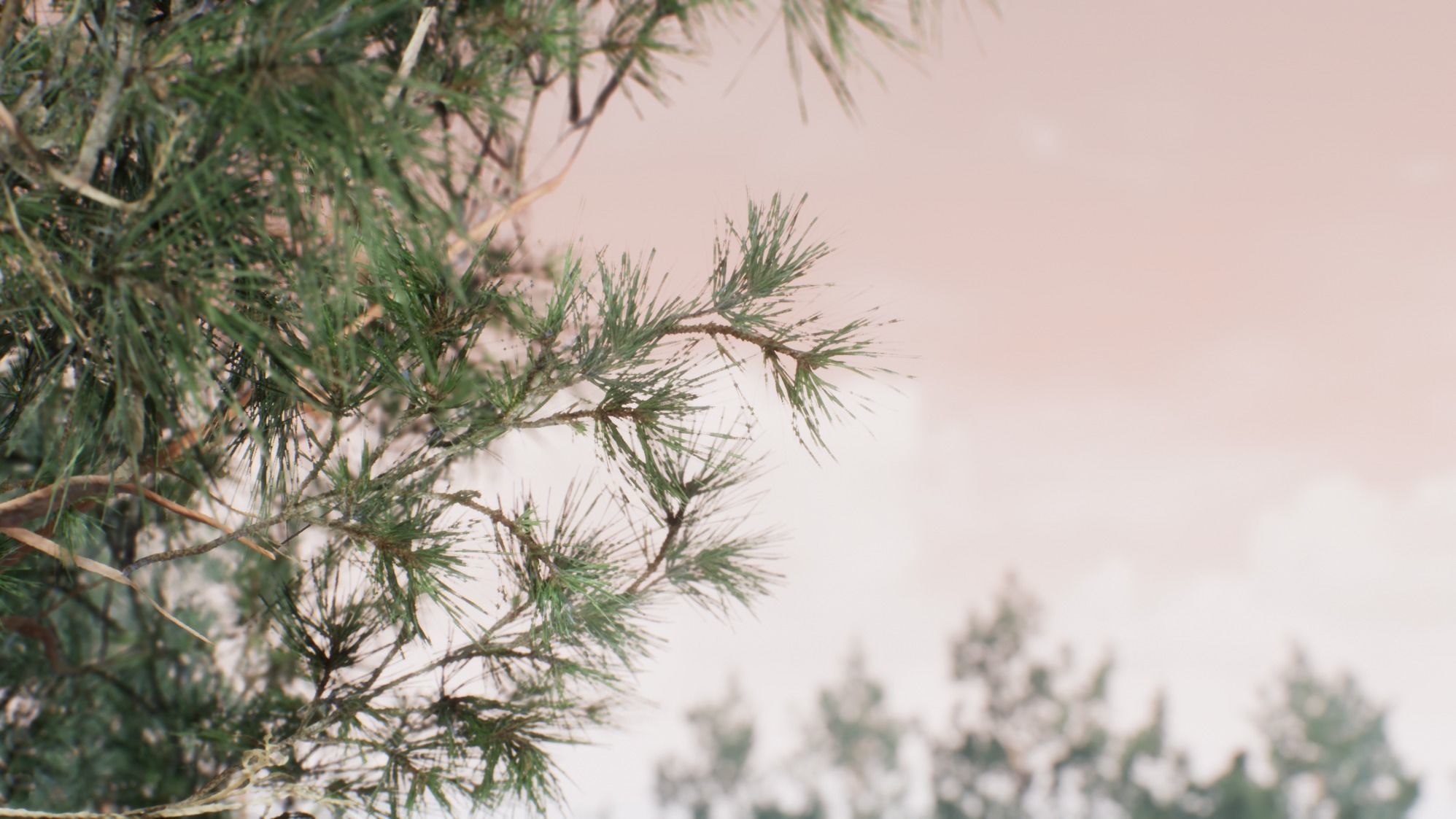 Realistic Pine Trees Pack for games Low-poly 3D model_7