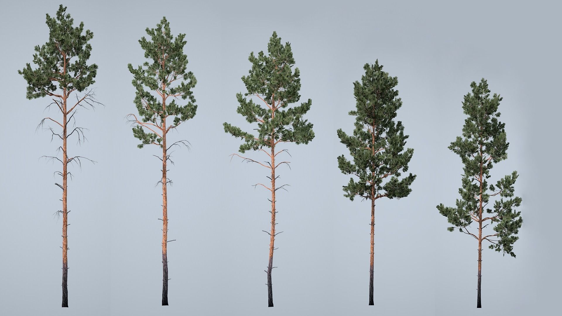 Realistic Pine Trees Pack for games Low-poly 3D model_16