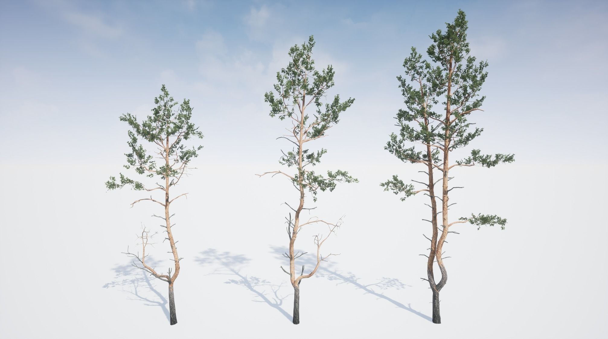Realistic Pine Trees Pack for games Low-poly 3D model_11