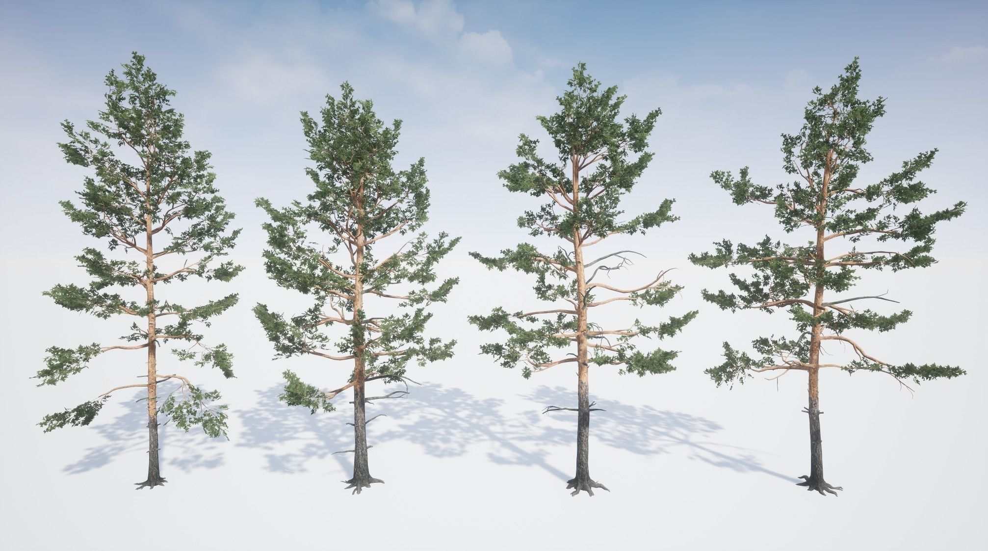 Realistic Pine Trees Pack for games Low-poly 3D model_9