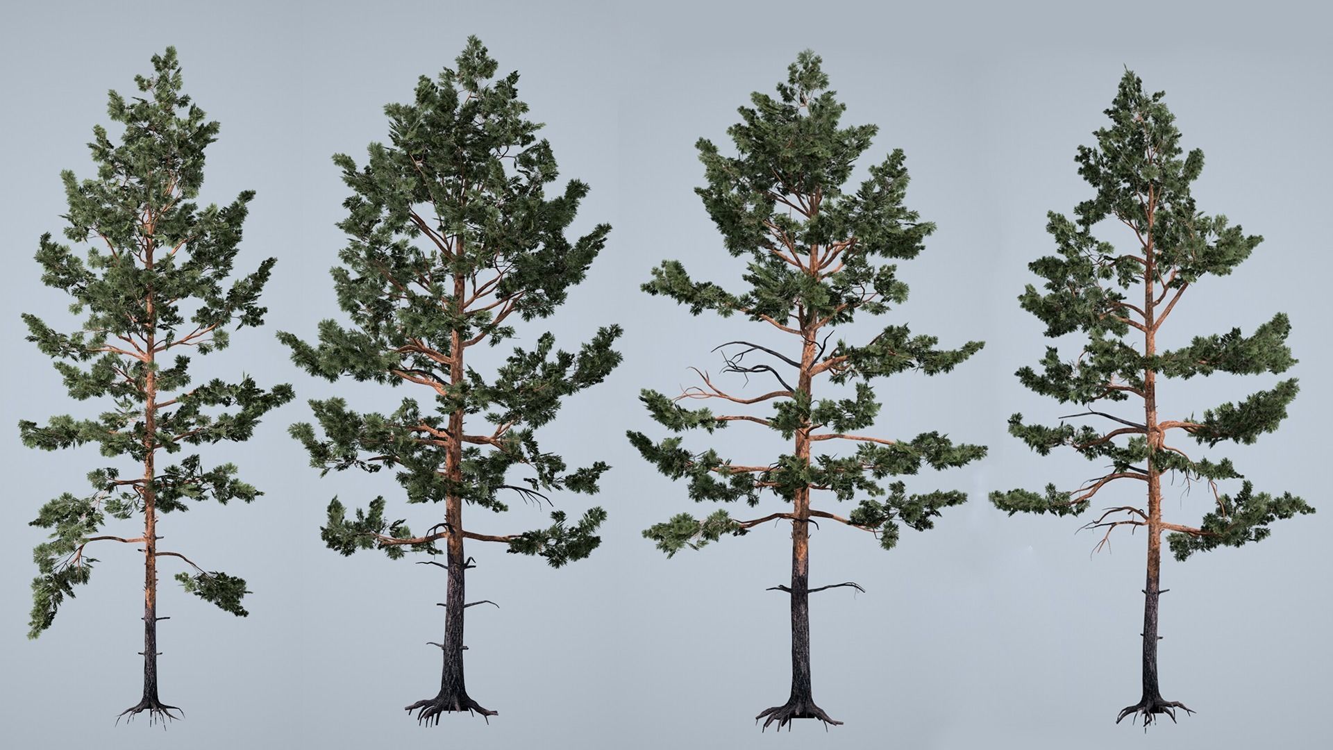 Realistic Pine Trees Pack for games Low-poly 3D model_17