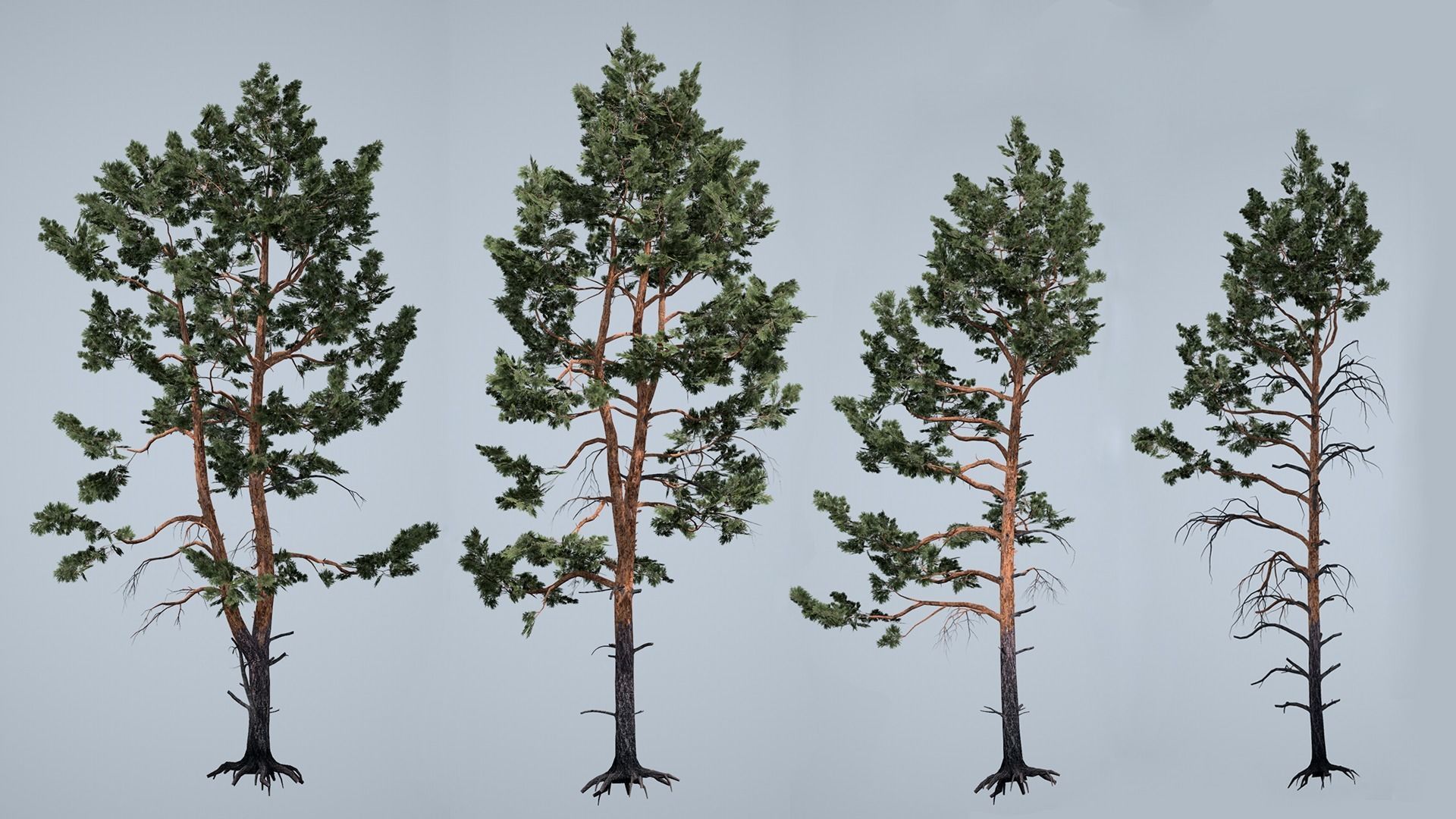 Realistic Pine Trees Pack for games Low-poly 3D model_18