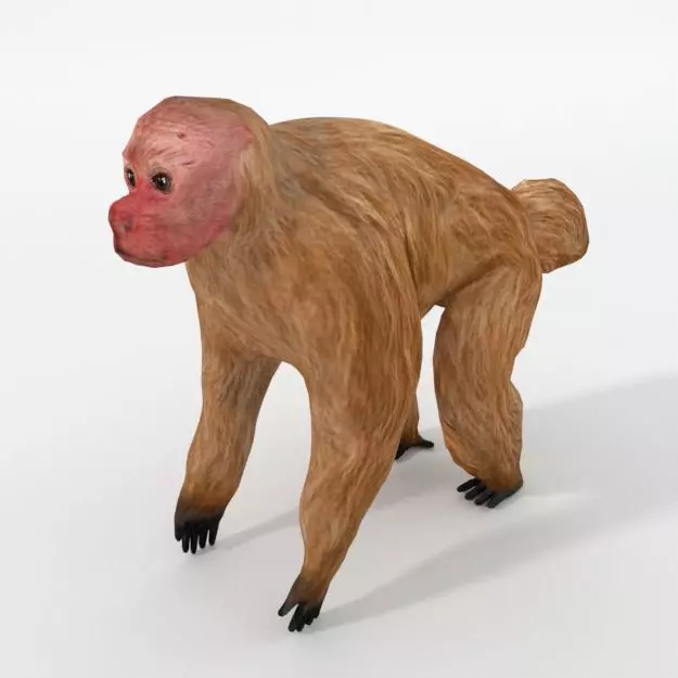 Uakaris monkey Low-poly 3D model_0