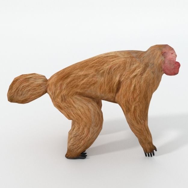 Uakaris monkey Low-poly 3D model_1