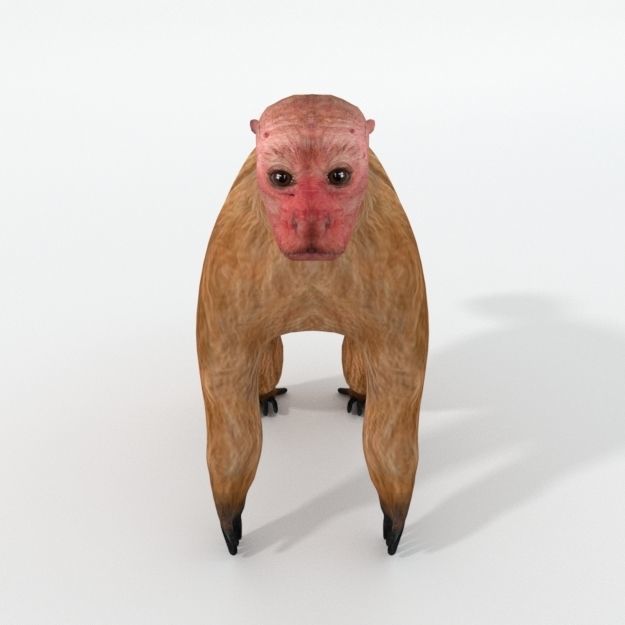 Uakaris monkey Low-poly 3D model_3