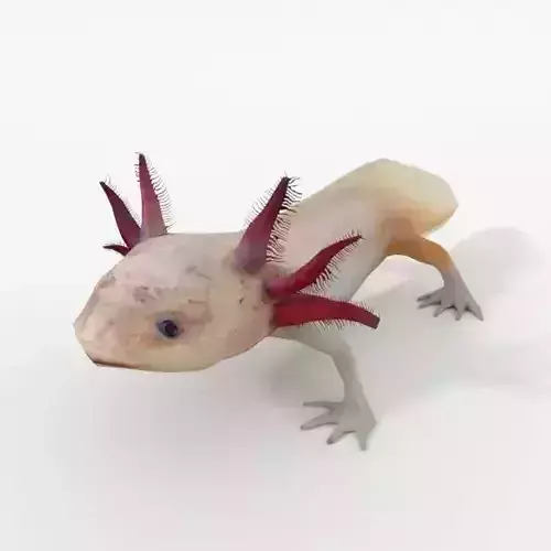 Axolotl gecko