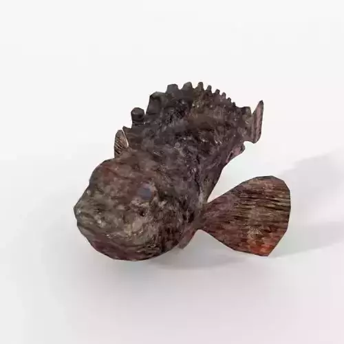 Stone Fish