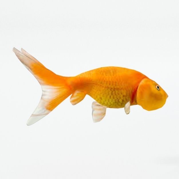Bubble Eye Fish Low-poly 3D model_3