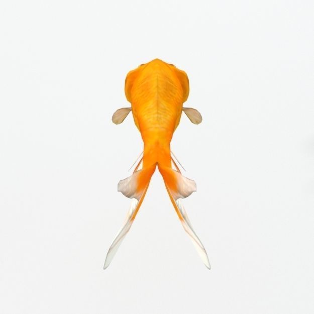 Bubble Eye Fish Low-poly 3D model_1