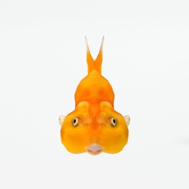 Bubble Eye Fish Low-poly 3D model_2