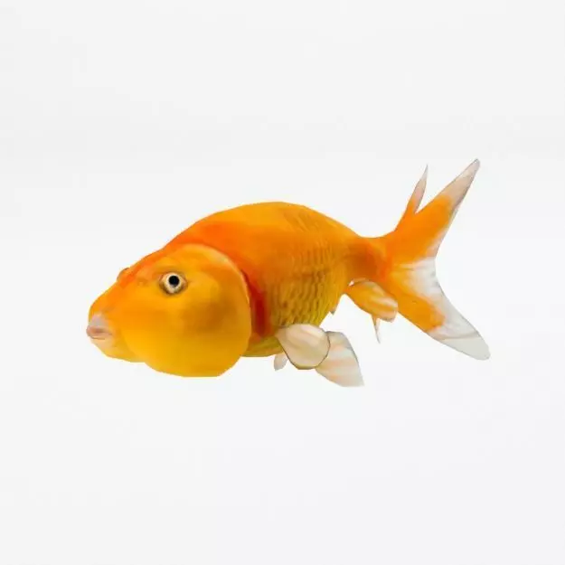 Bubble Eye Fish Low-poly 3D model_0