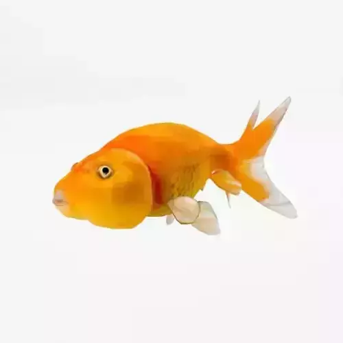 Bubble Eye Fish Low-poly 3D model