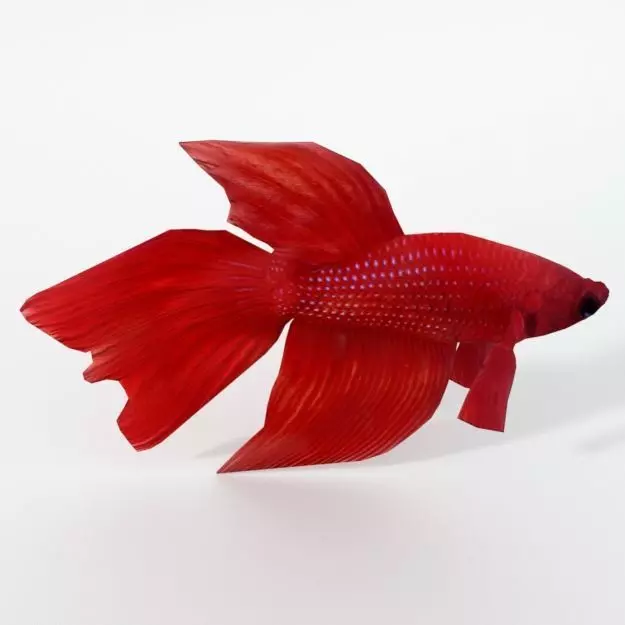 Fish Betta Low-poly 3D model_0