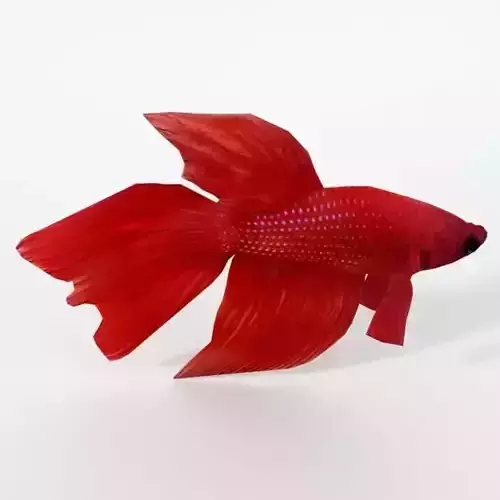 Fish Betta Low-poly 3D model