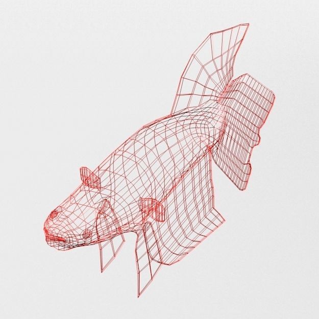Fish Betta Low-poly 3D model_4