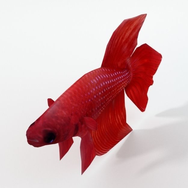 Fish Betta Low-poly 3D model_1