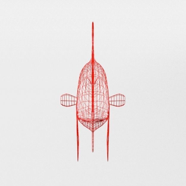 Fish Betta Low-poly 3D model_6