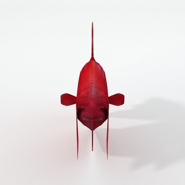 Fish Betta Low-poly 3D model_3
