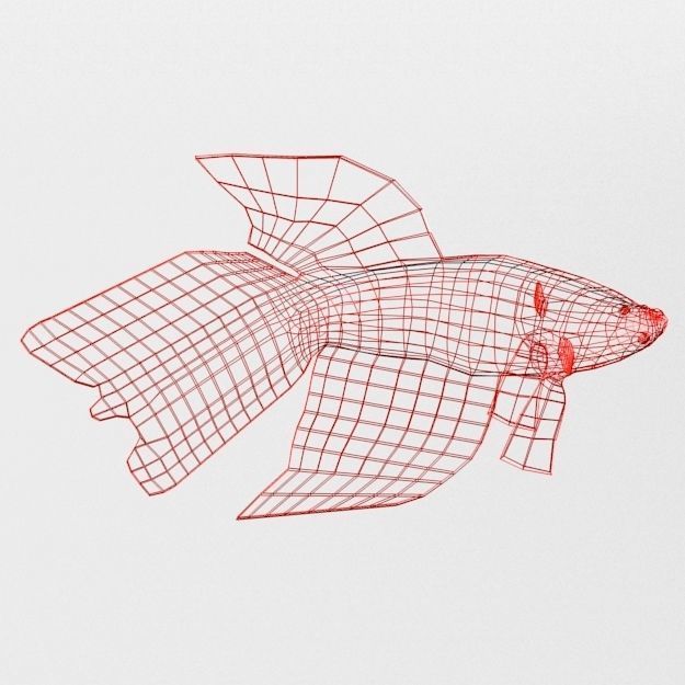 Fish Betta Low-poly 3D model_7