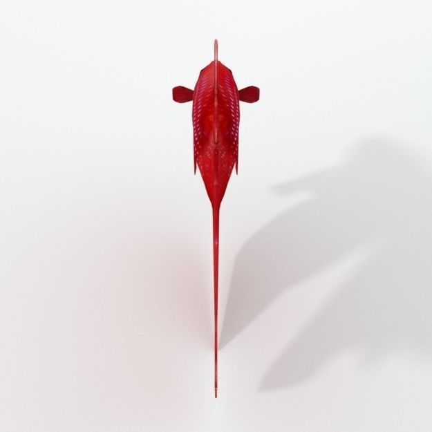 Fish Betta Low-poly 3D model_2