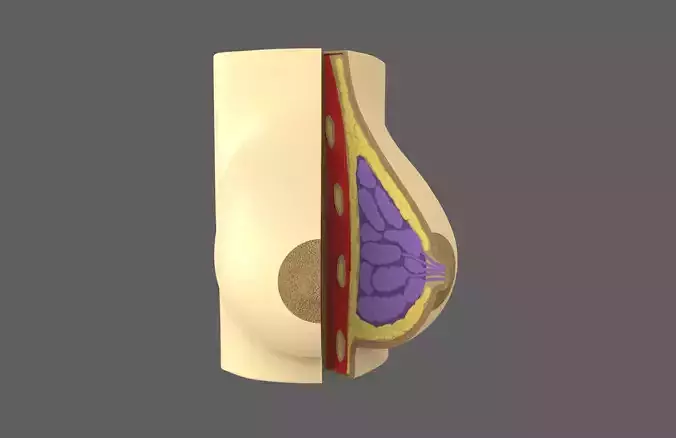 Medical Breast Model - printable