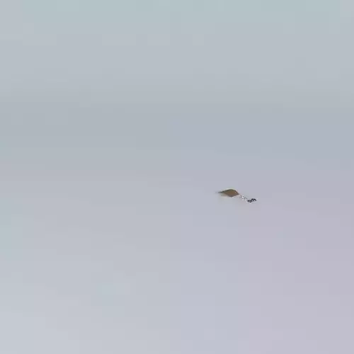 The Bad Pun Racer Free 3D model