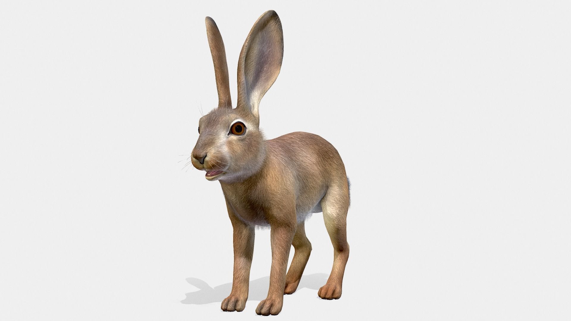 Hare - Young Low-poly 3D model_3