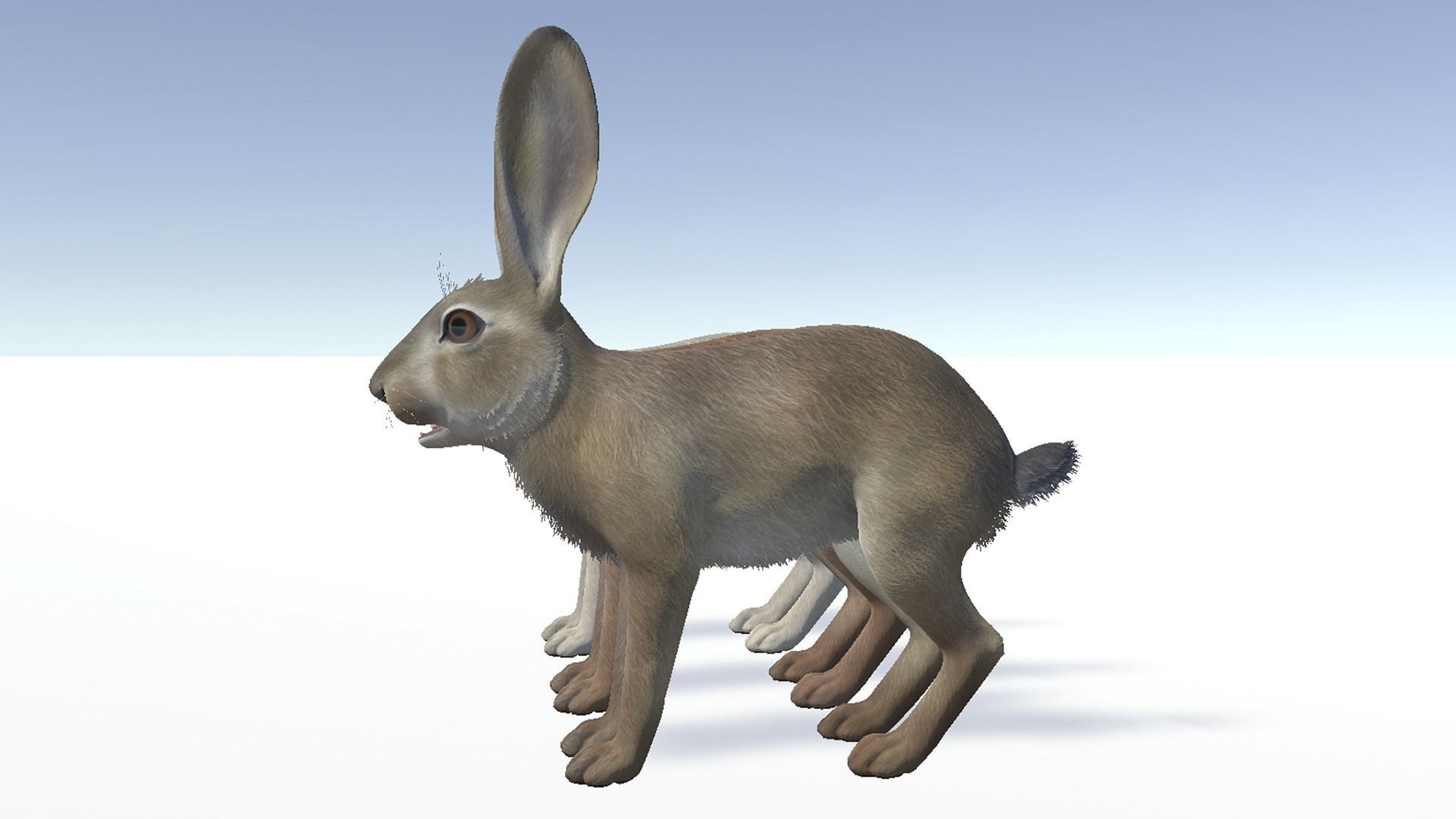 Hare - Young Low-poly 3D model_10