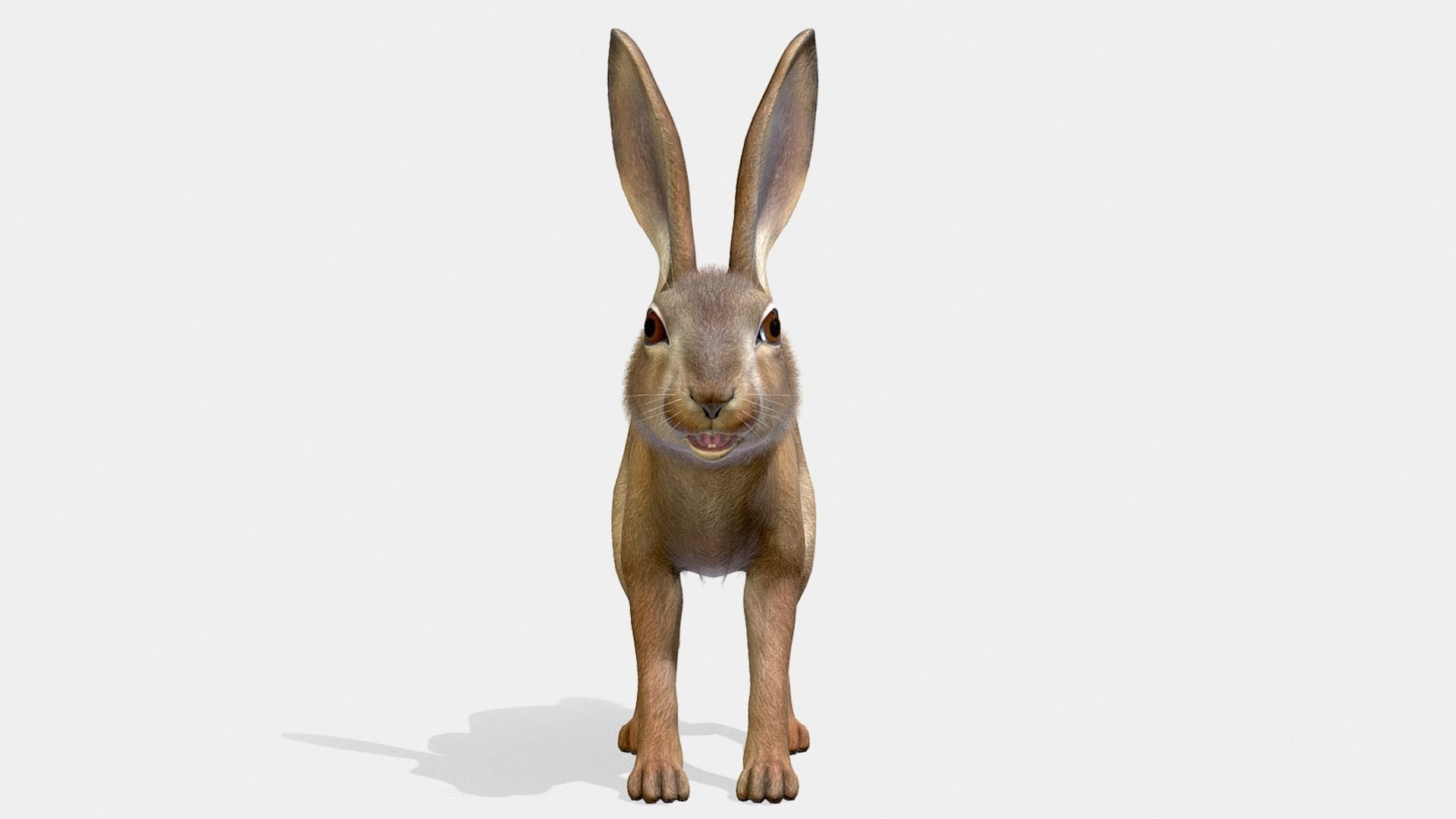 Hare - Young Low-poly 3D model_4