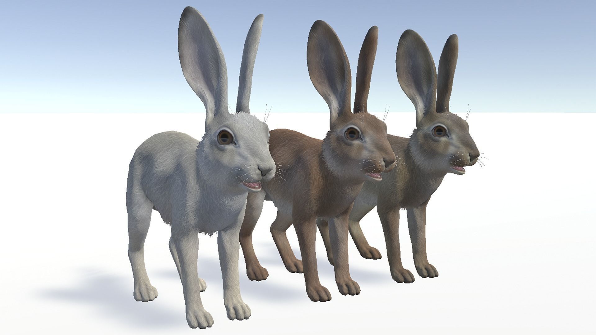 Hare - Young Low-poly 3D model_9