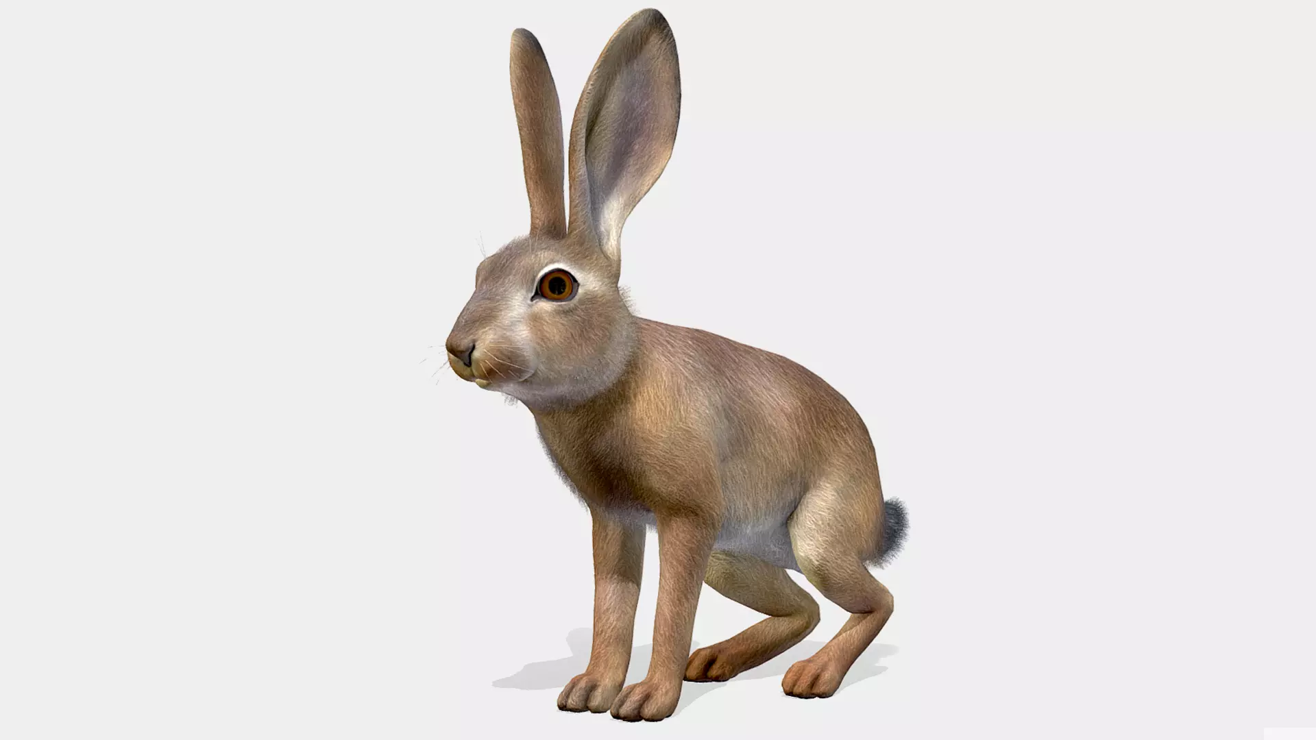 Hare - Young Low-poly 3D model_0
