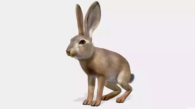 Hare - Young