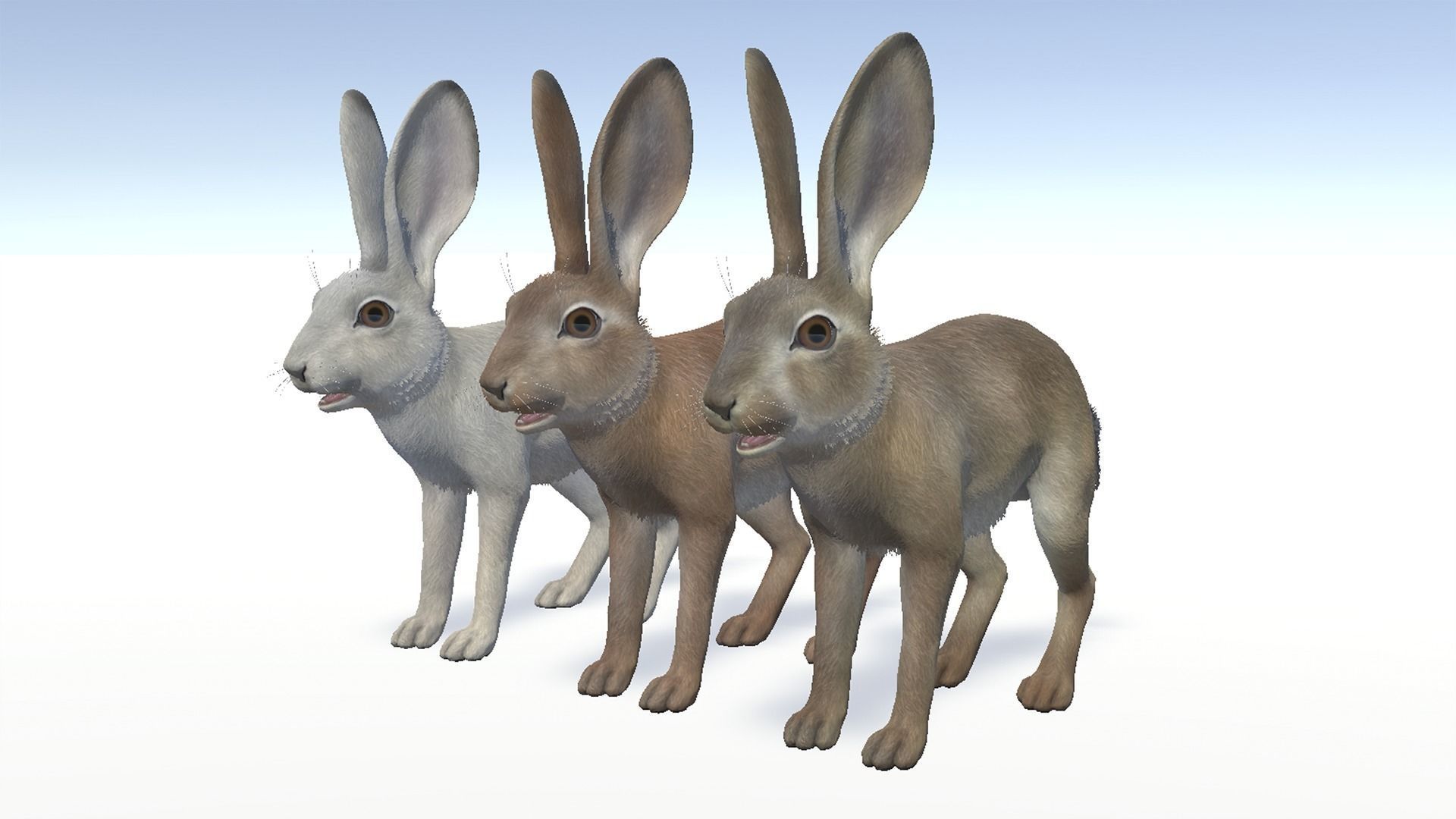 Hare - Young Low-poly 3D model_7
