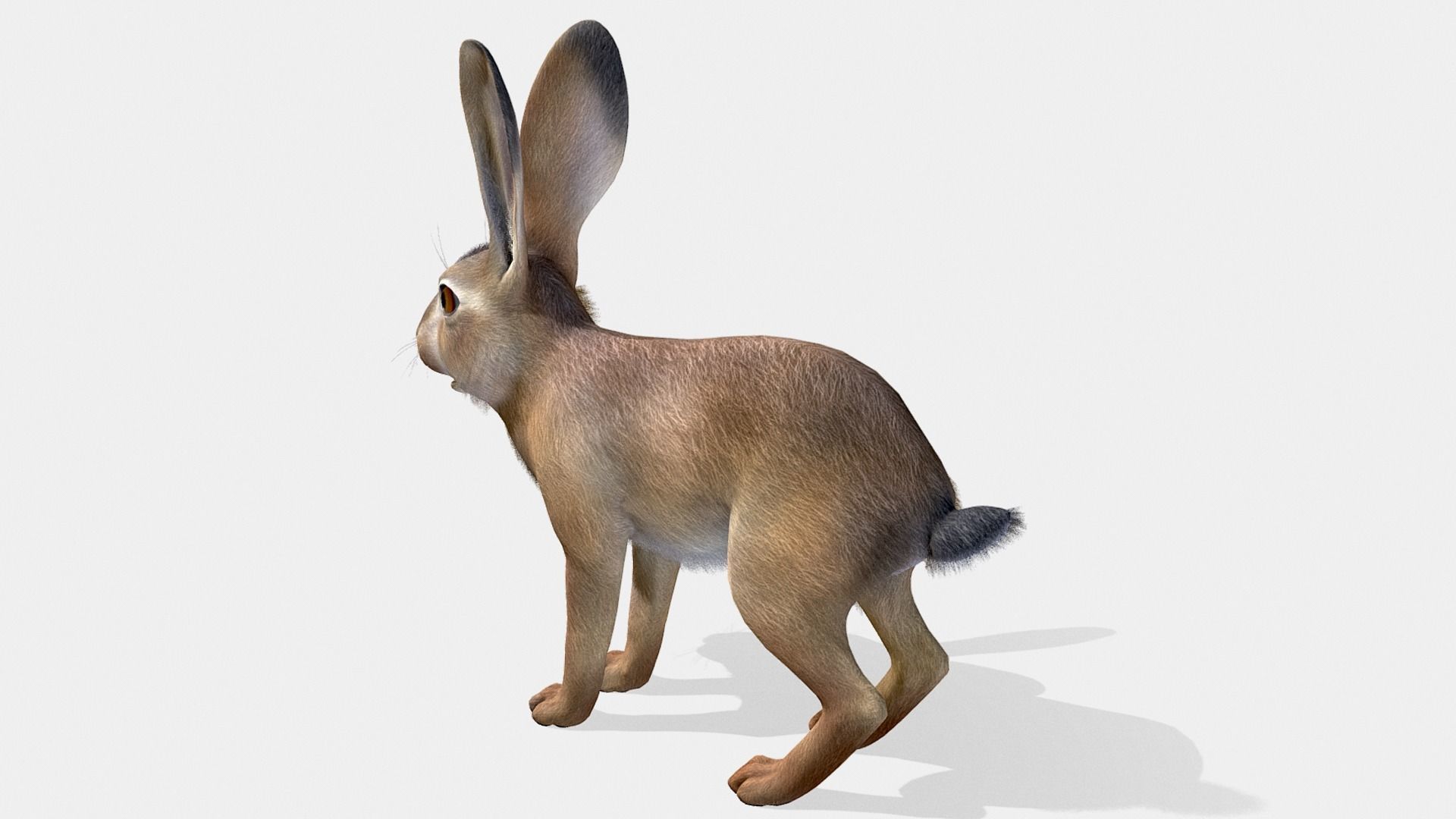 Hare - Young Low-poly 3D model_5