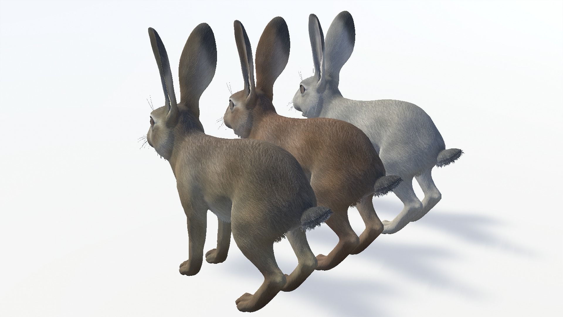 Hare - Young Low-poly 3D model_11