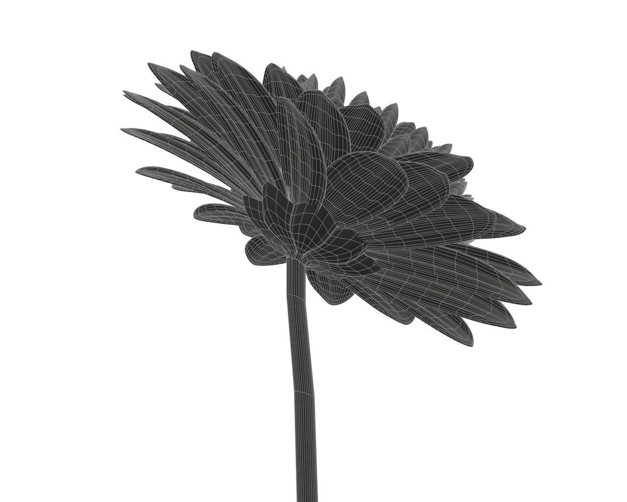 gerbera flower 3D model_8