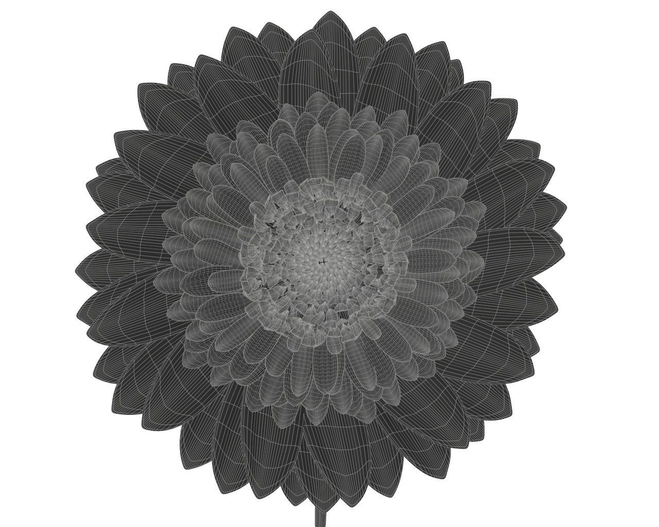 gerbera flower 3D model_6
