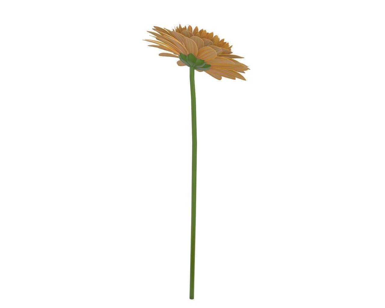 gerbera flower 3D model_2