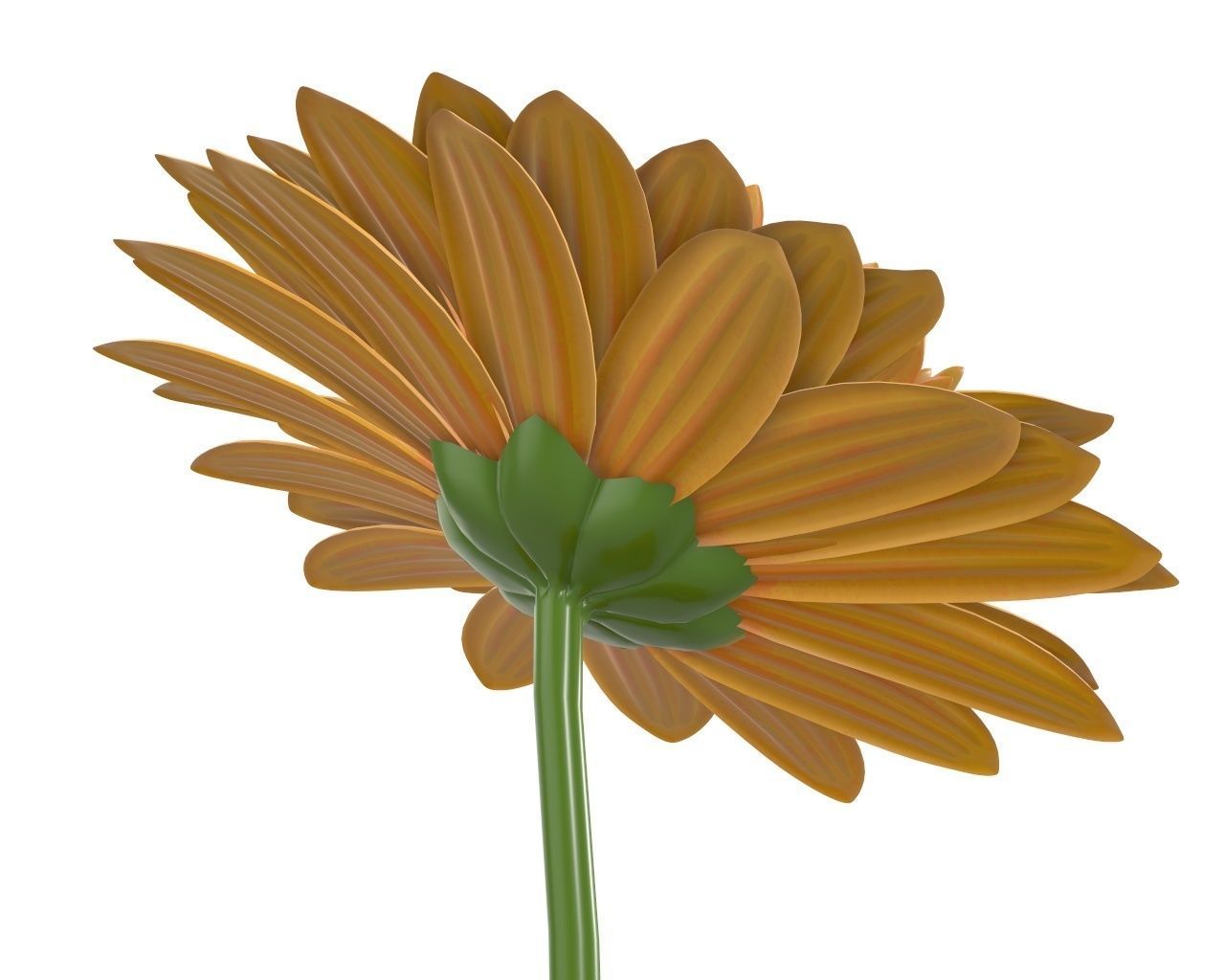 gerbera flower 3D model_5