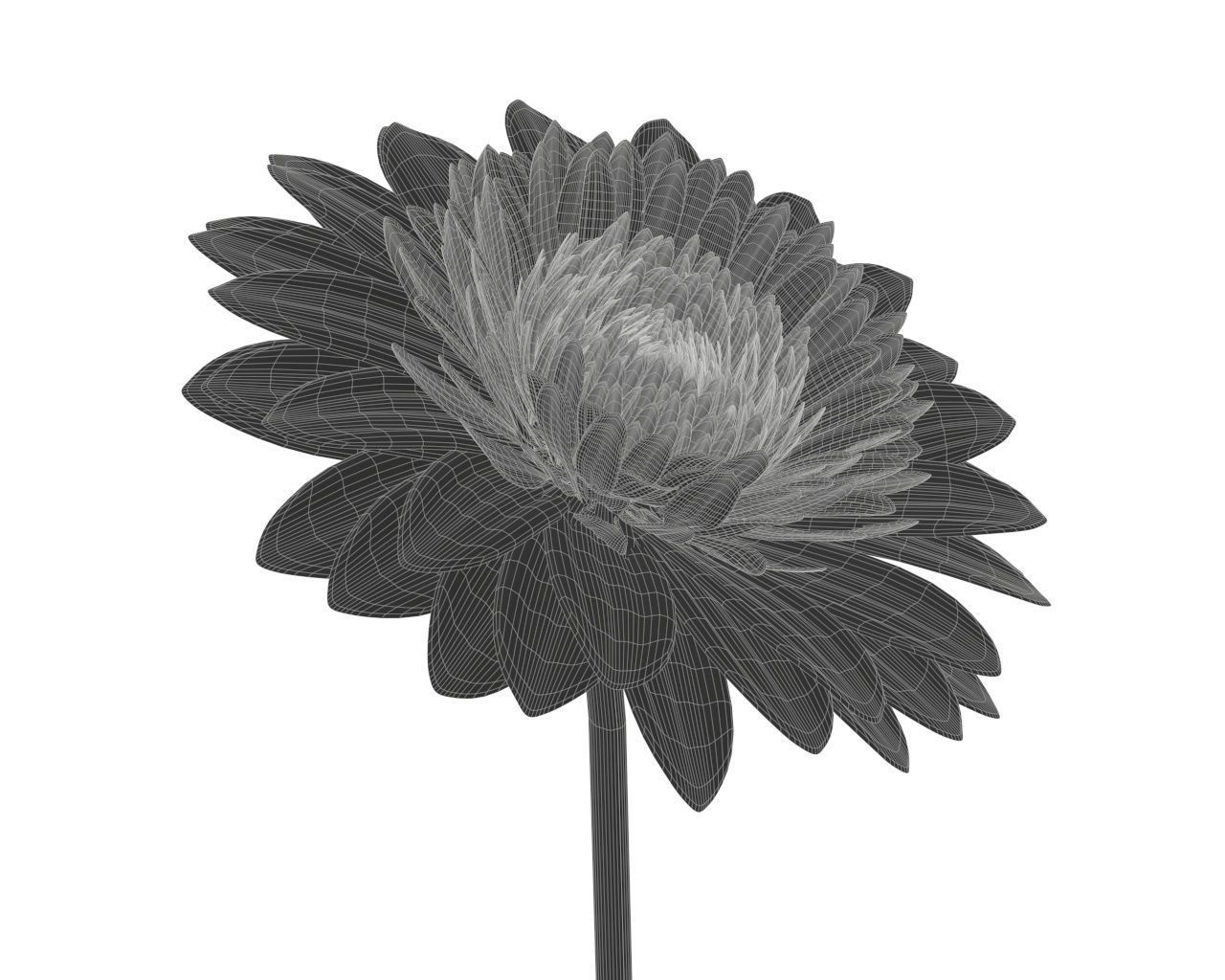 gerbera flower 3D model_7