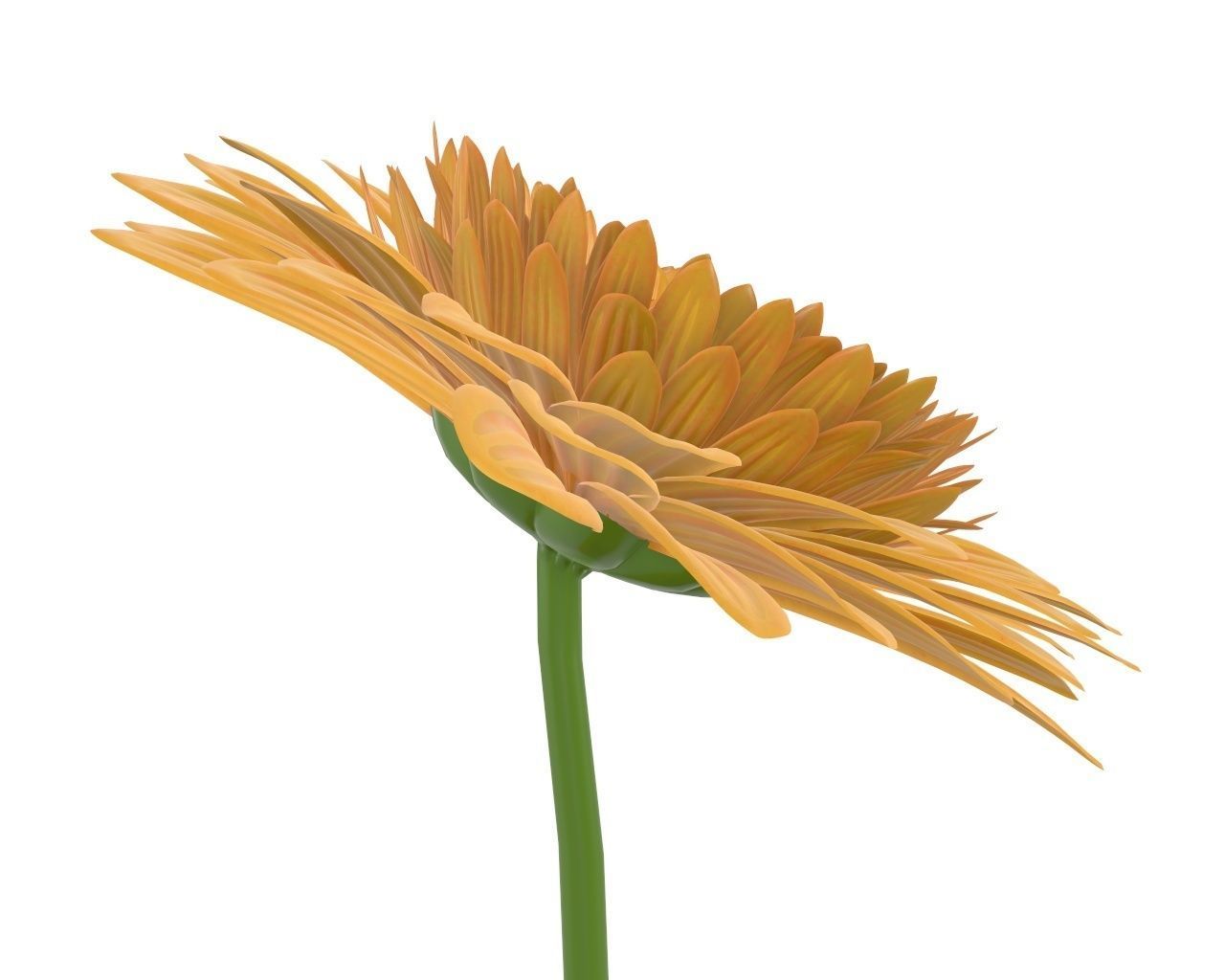 gerbera flower 3D model_4