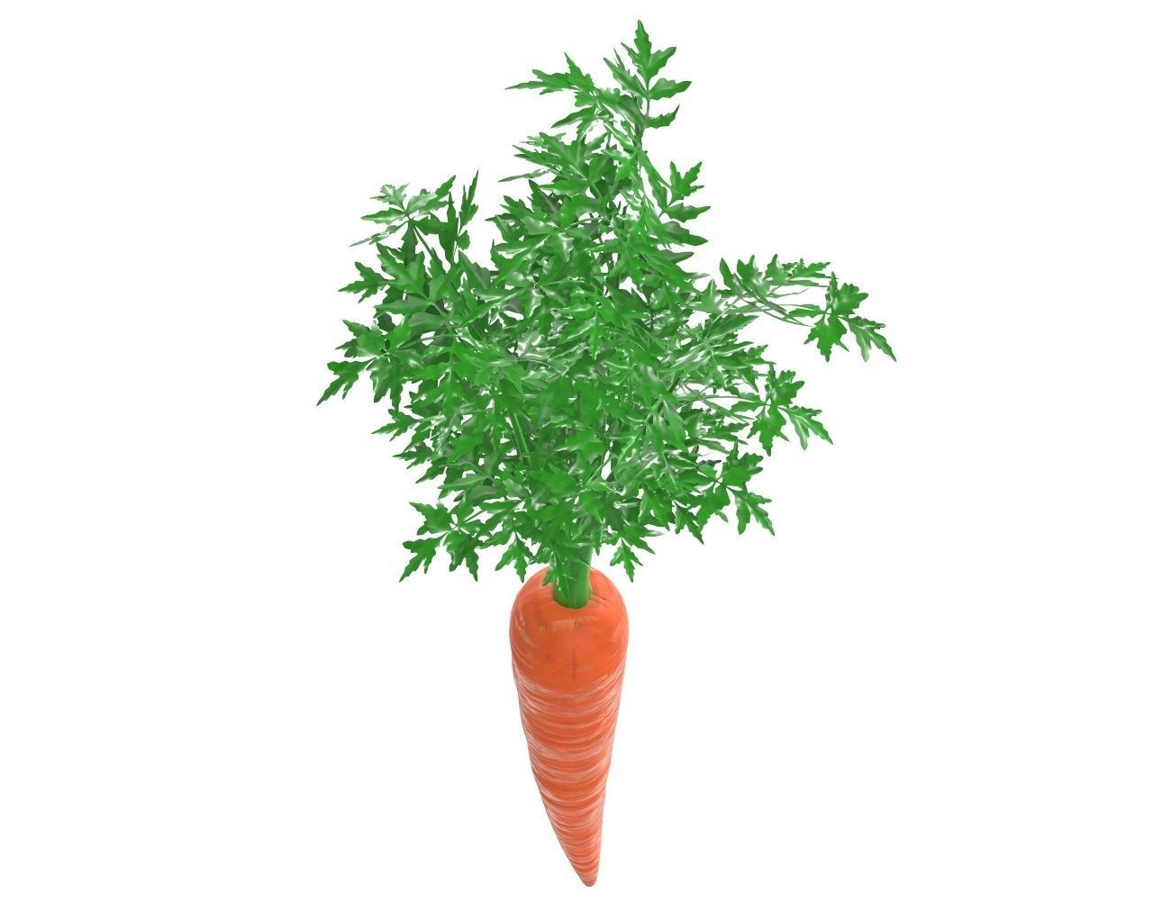 carrot 03 3D model_5