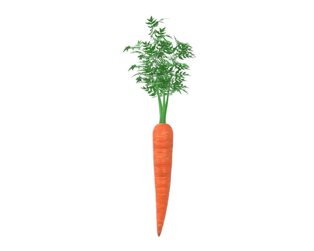 carrot 03 3D model_3