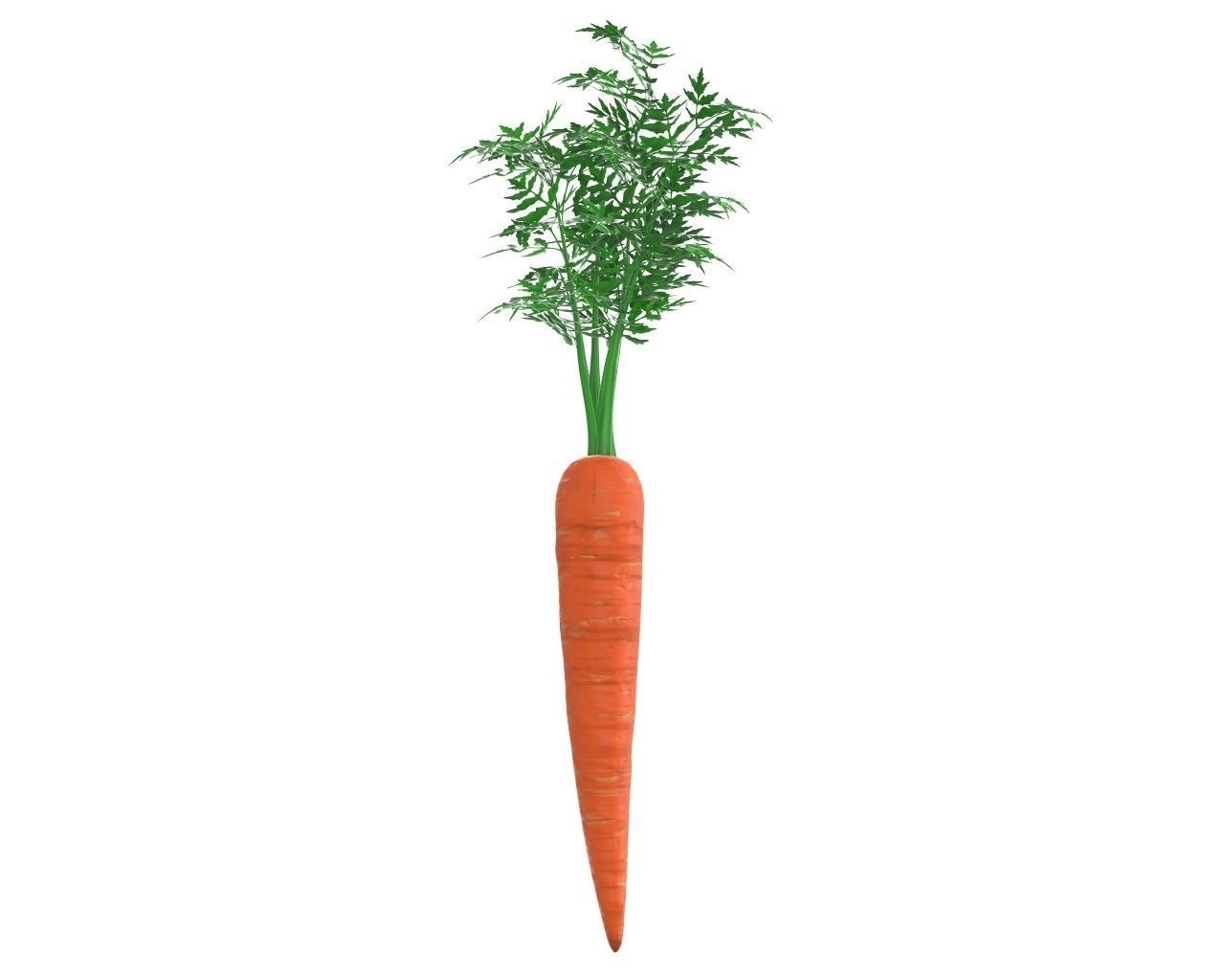carrot 03 3D model_2