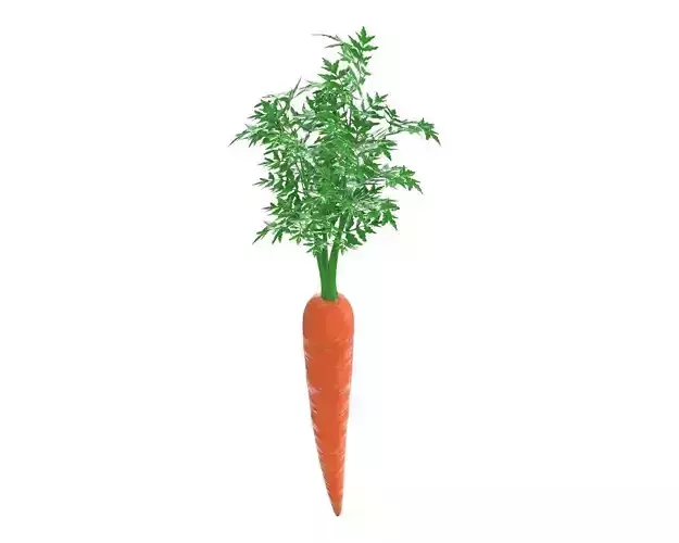 carrot 03 3D model